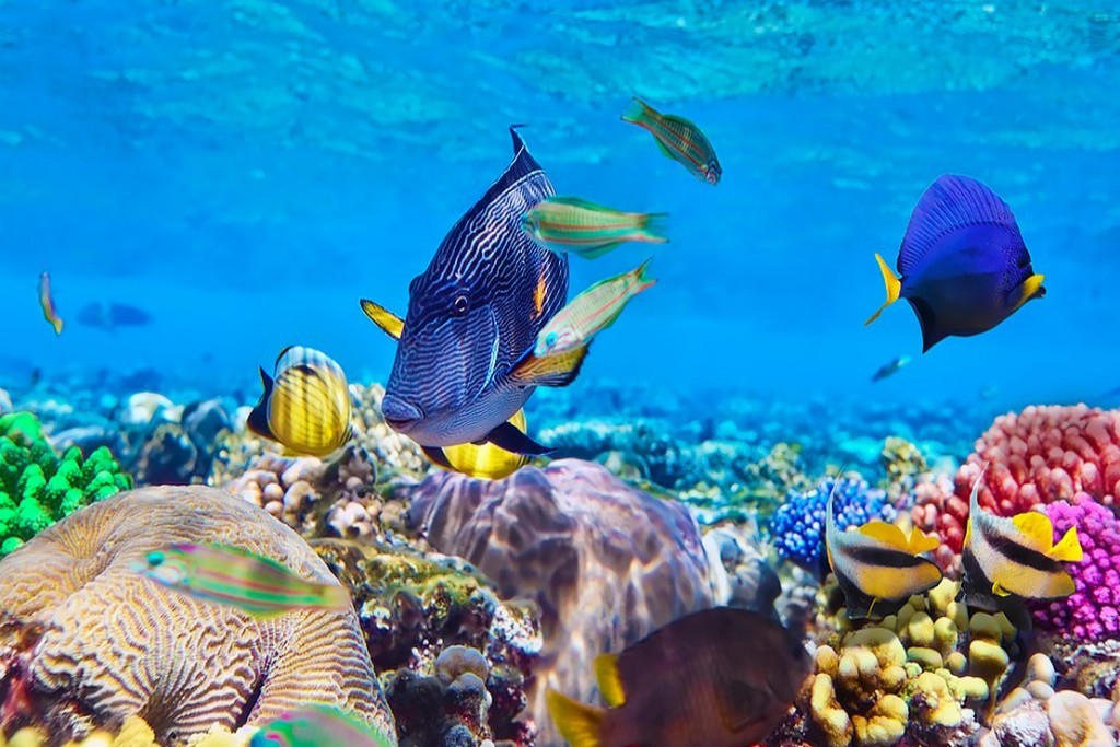 Snorkling na Zanzibaru