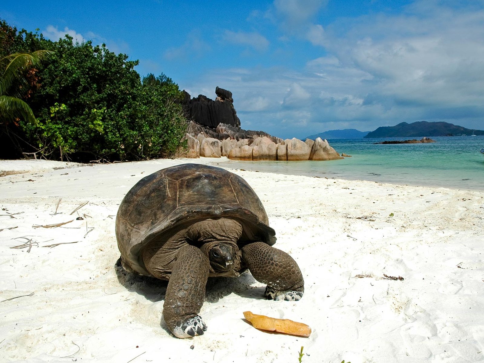 sejseli-koralni-atol-dzinovske-kopnene-kornjace