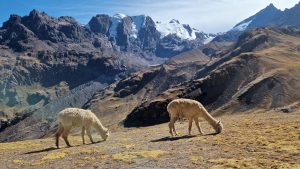 bolivija-lame-pasu-planina-nebo