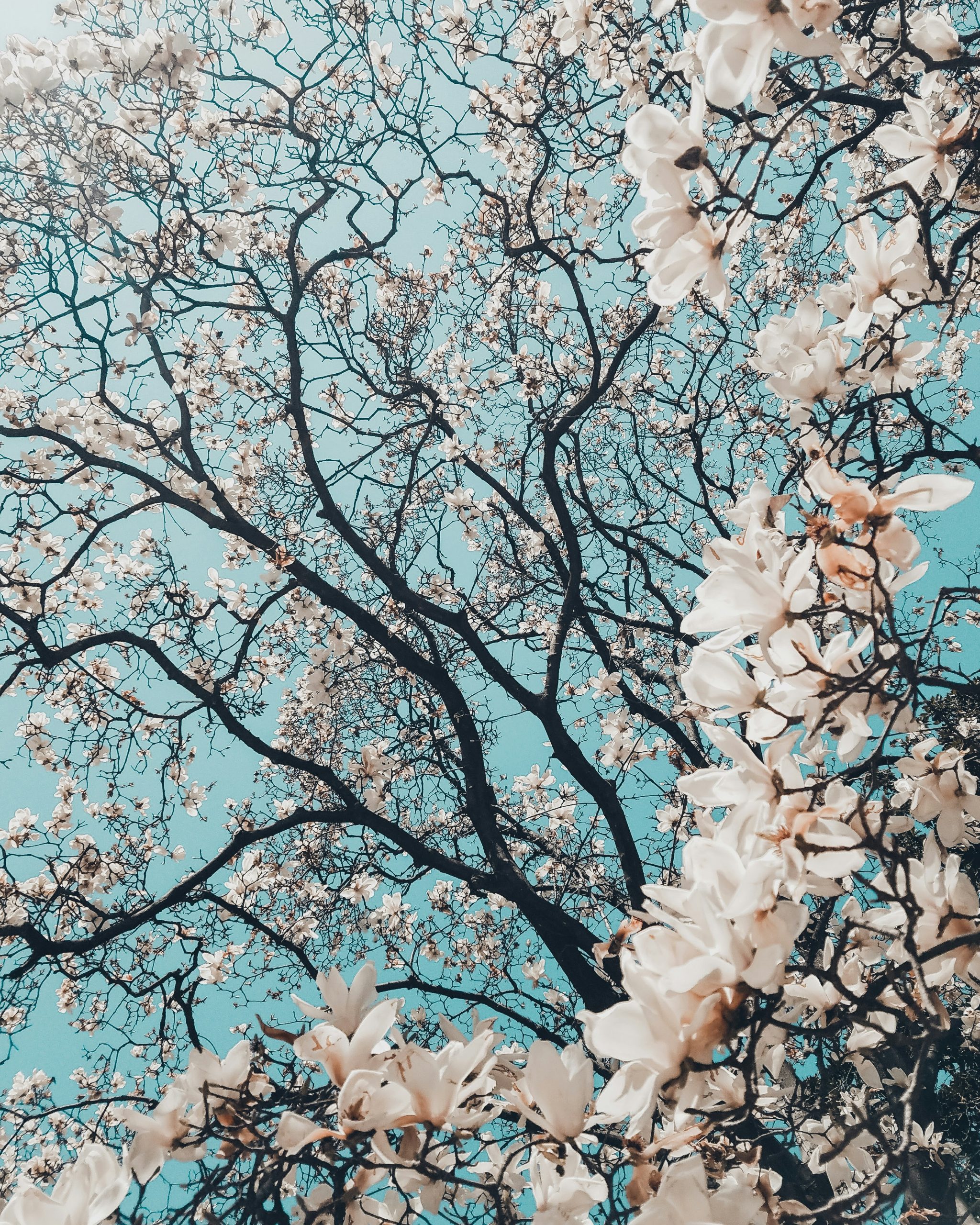japan-japanska-tresnja-cvet-nezne-boje